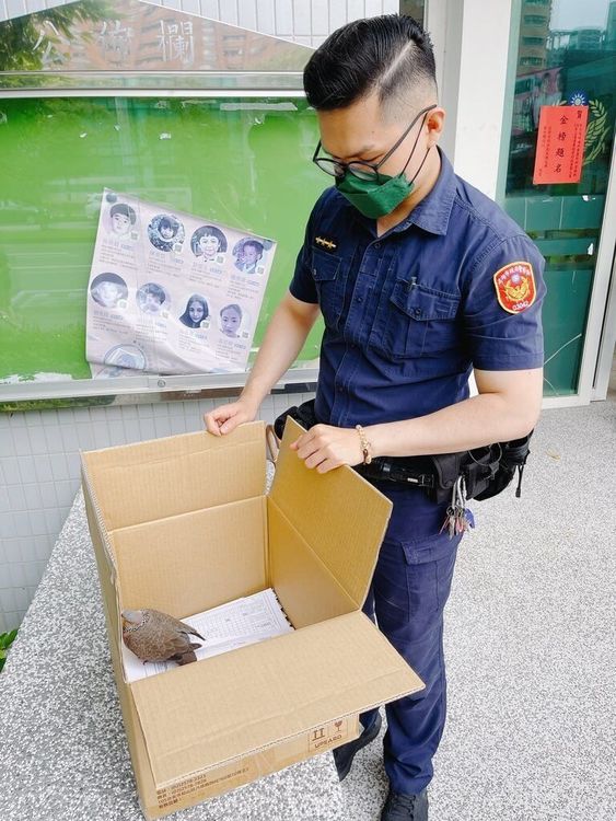 高雄市左營警分局日前有民眾進入洽公時，突有一隻斑鳩隨之飛入，先撞上窗戶玻璃又撞牆暈眩摔落，員警見狀找紙箱當臨時小窩救援。高雄市左營警分局提供