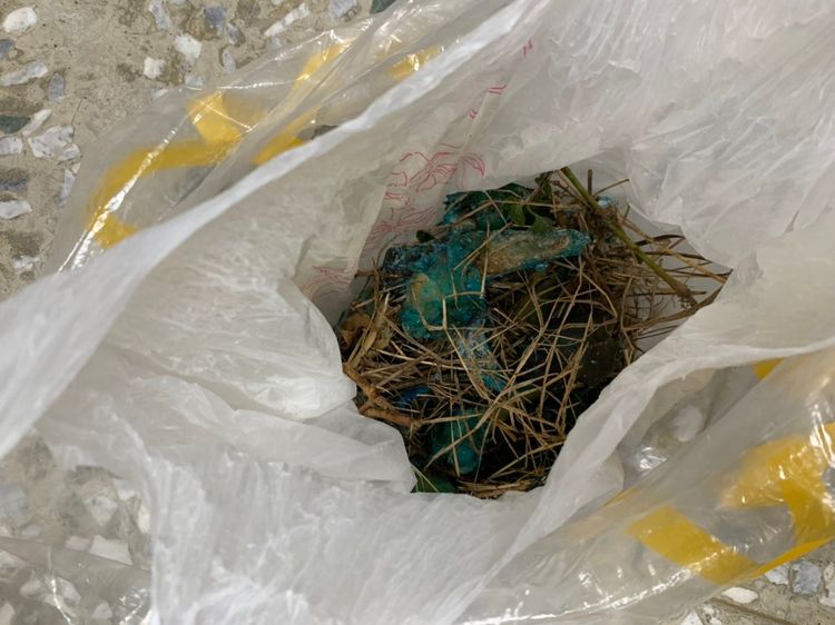 高市動保處人員取回在大潮寮河堤步道撿拾的雞骨帶回化驗。動保處提供