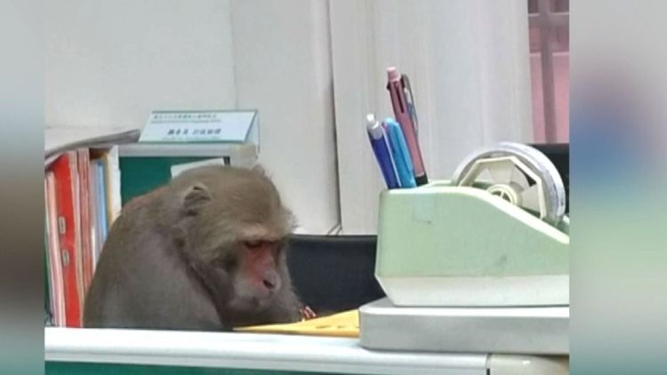中山大學校內常有猴子闖入。翻攝自Chang Morgan臉書