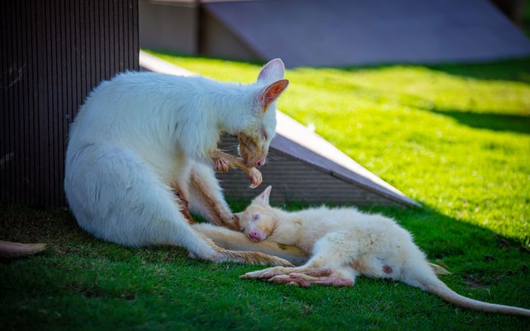白袋鼠寶寶趴在媽媽身邊安心睡覺，萌萌模樣融化遊客的心。業者提供