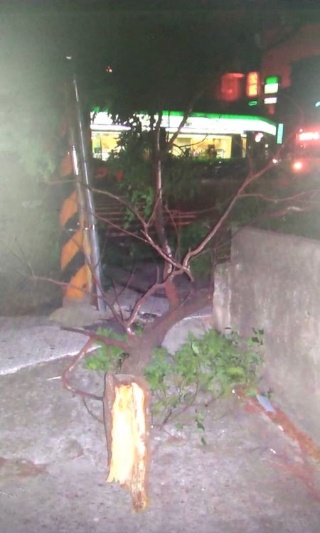 榕樹枝幹朝路中斷裂，砸到行經騎士。讀者提供