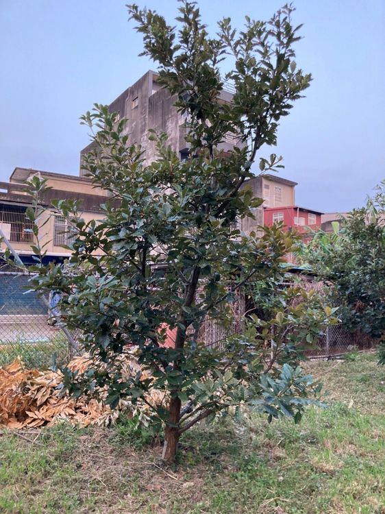 為保育槲櫟珍貴基因組成，縣府及嘉義大學在林務局的經費挹注下，進行人工育苗、種植等保種及域外保育工作。新竹縣政府提供