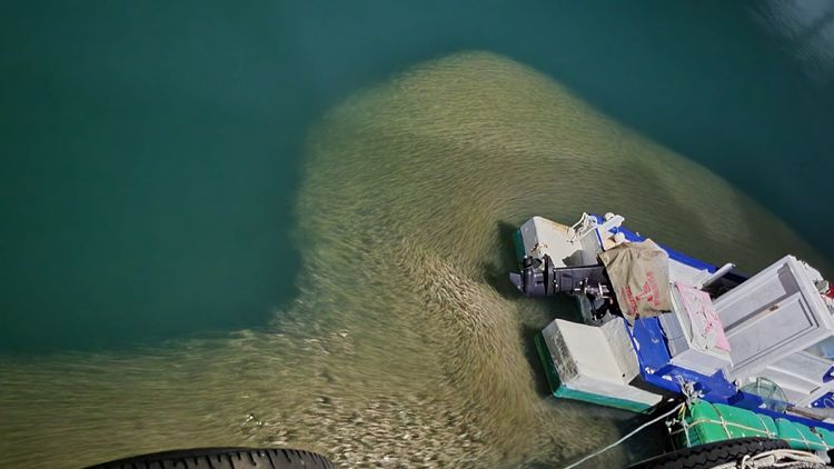 上萬隻成群的象魚仔魚在合界港邊游動。林姓民眾提供