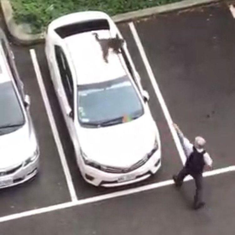 網路流傳疑似中山大學教授大戰獼猴的影片。翻攝自臉書動物梗圖星球