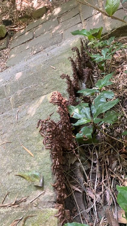 有網友說觀音山也有看到。翻攝自爆料公社