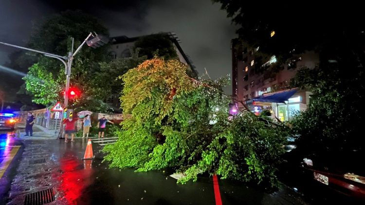 淡水區新興國小前發生路樹倒塌。淡水警分局提供