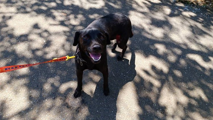 黑狗在罐頭誘導下終於成功獲救，左下腹可見明顯傷口。新北市動保處提供