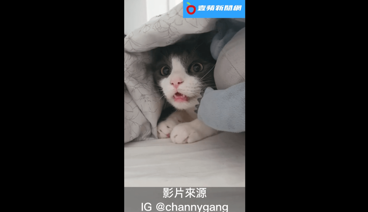 喵星人嚇得合不攏嘴。IG @channygang
