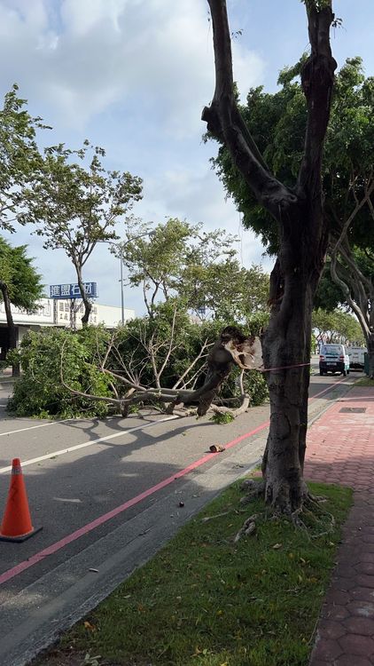 榕樹枝幹斷裂佔據路面，所幸未傷及人車。台中市議員蕭隆澤提供