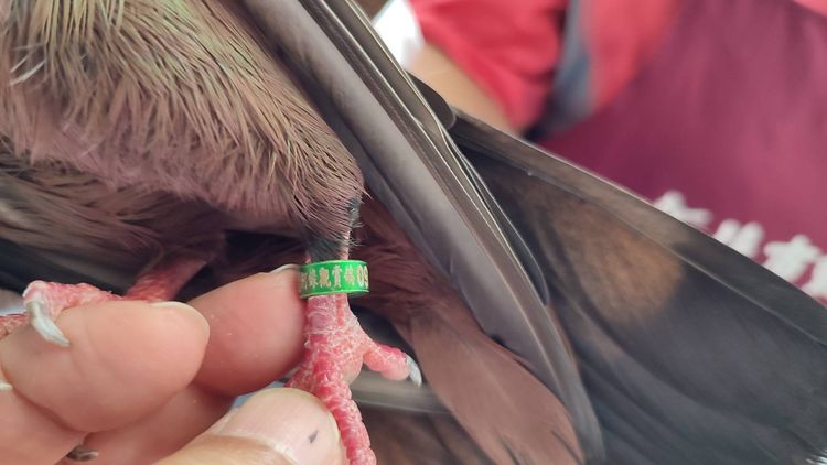 電話腳環讓大天使鴿找到回家的路。動保處提供