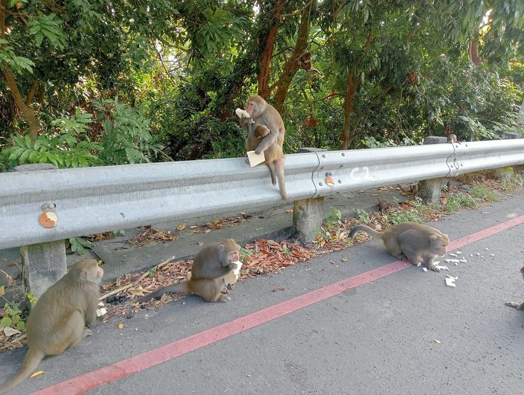 網友遭猴子咬傷後負傷下山，卻遇到另群獼猴在啃三明治。翻攝自臉書高雄柴山樂遊交流