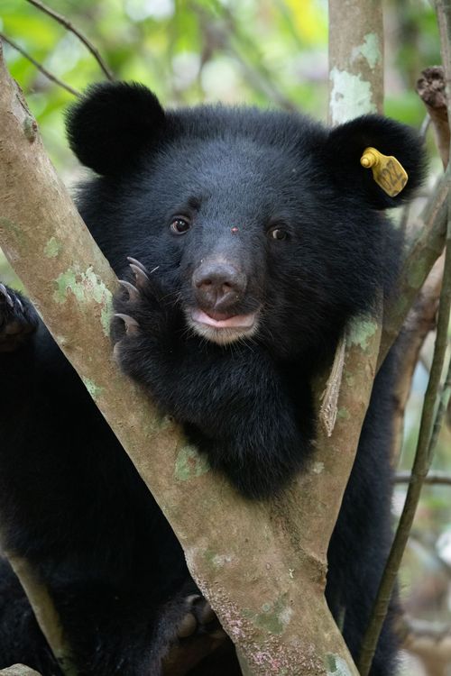廣原黑熊11個月齡，在野訓場。翻攝台東林管處官網