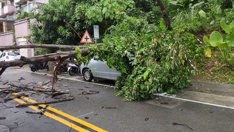 停在路旁的轎車遭路樹壓毀。淡水警分局提供