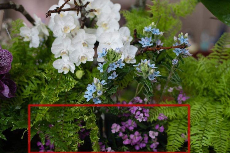 興大開發石竹新品種「豔紅撫子」（紅框處）榮登今年國慶慶典。農委會提供