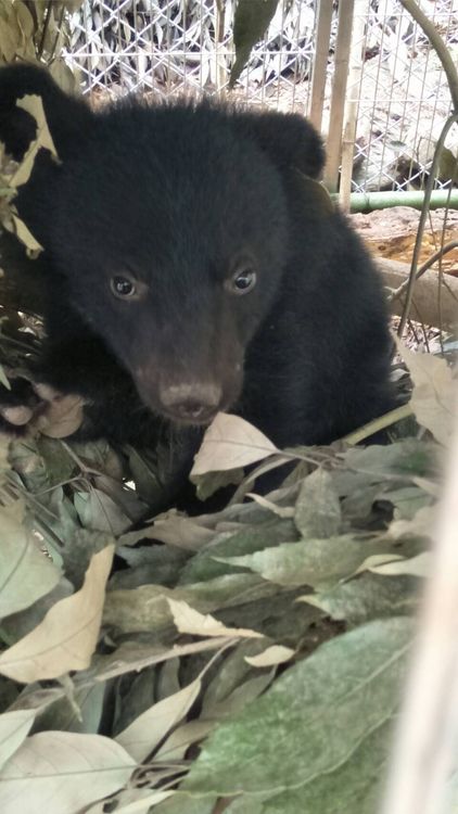 廣原黑熊幼時剛被收容照養時的萌樣。翻攝台東林管處官網