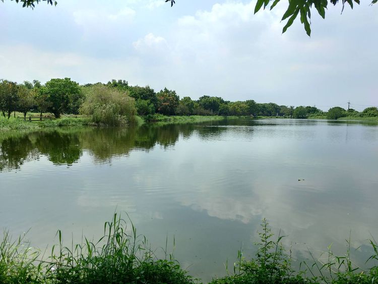 水光映影、綠意生機盎的濕地環境。屏縣環保局提供