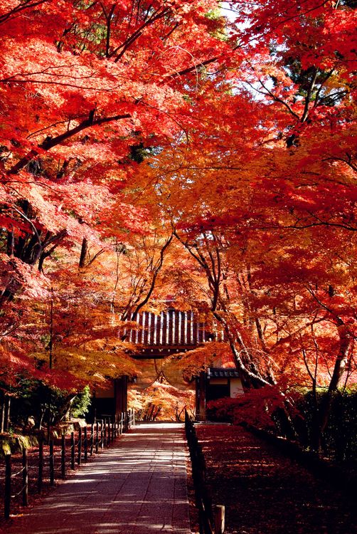 每到秋天，參道兩側長約200公尺的楓樹形成紅葉隧道，美麗的光景令人不禁駐足。京都府觀光連盟提供