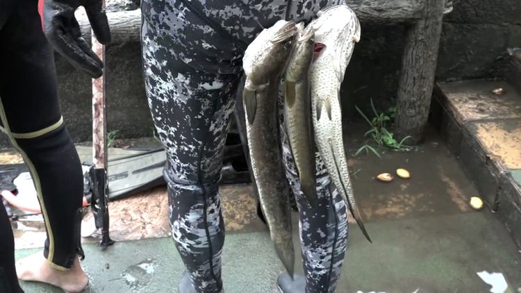 當天捕獲約30至50公分的泰國鱧。讀者提供