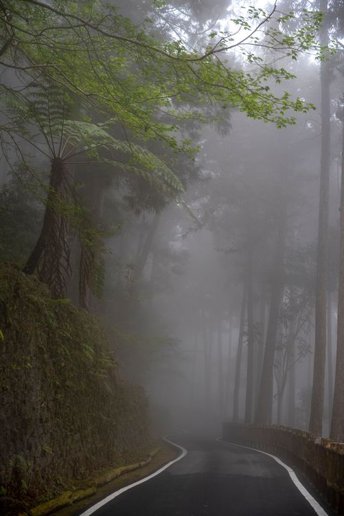 藤枝國家森林遊樂區有南部小溪頭之稱。屏東林管處提供