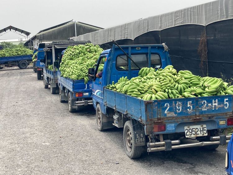 交蕉去化的蕉農一車車等著進去交蕉。陳宏銘攝