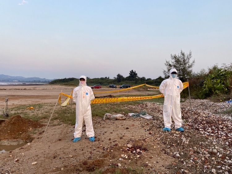 金門縣動植物防疫所接獲岸巡隊通報，在金寧鄉后沙岸際發現死亡豬隻。金門縣動植物防疫所提供