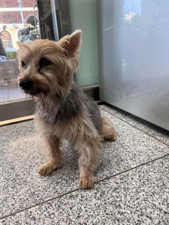15歲的老老約無助坐在獸醫院角落。翻攝自臉書約克夏協尋認養找家