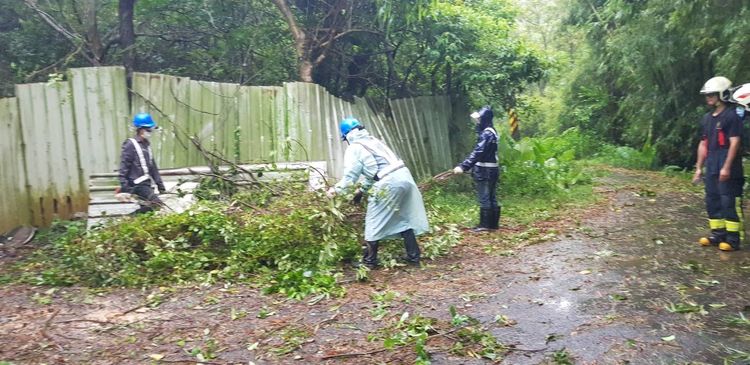 林口頂福地區也有樹木遭吹倒。林口警分局提供
