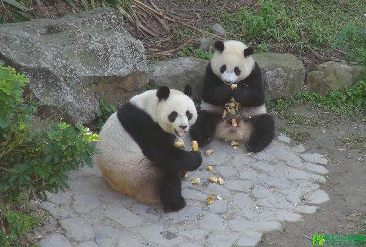 圓仔與圓圓的早餐時光。台北市立動物園提供