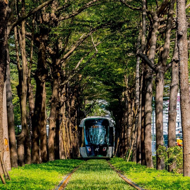 高雄輕軌C20-C24路段今通車，列車會行經由小葉欖仁延伸出的約500公尺隧道，有如動畫裡的「龍貓隧道」。高市府提供