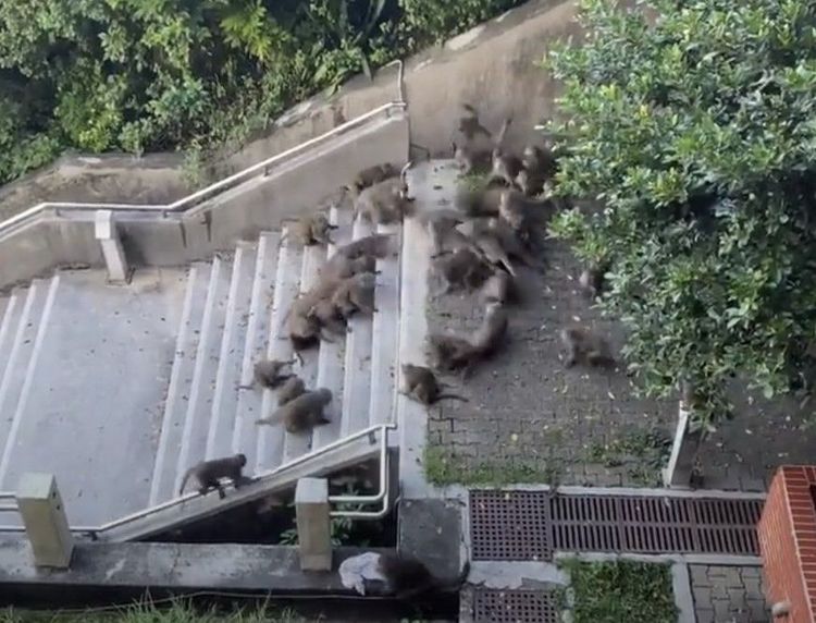 猴群在高雄中山大學內群聚。翻攝自臉書爆廢公社二館