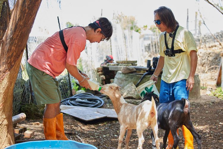 尤秋興（左）和顏志琳一起餵羊。灰人文化提供
