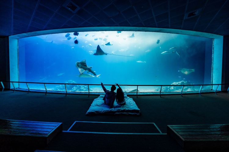 夜宿海生館大洋池區，與一群海洋生物一起過夜。屏東海生館提供