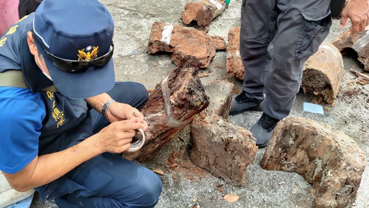 贓木標記。台東林管處提供