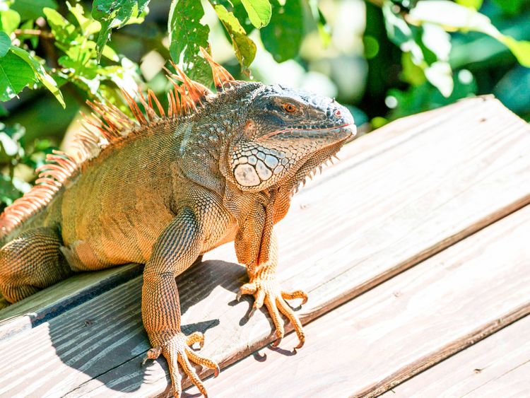 綠鬣蜥的「鬣（ㄌㄧㄝˋ）」，指的是背頸部到尾端長了一排尖尖長長的刺。動物園提供