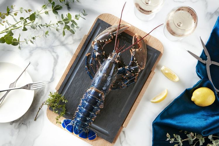 台北喜來登安東廳能吃到龍蝦界藍寶堅尼—布列塔尼藍龍蝦。業者提供