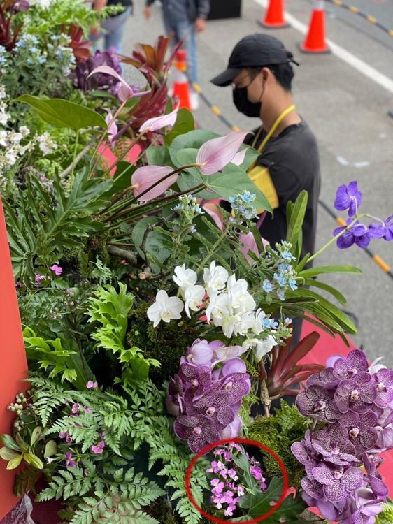 興大開發之石竹新品種「豔紅撫子」（紅圈處）融合台灣、日本、美國等不同品種。農委會提供