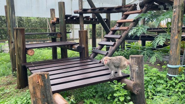 猴子棲息設施平台上。屏科大野保中心提供