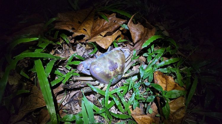 夜宿活動還會依季節生態特性，在陸蟹繁殖期去觀察陸蟹抱卵下海繁殖。屏東海生館提供