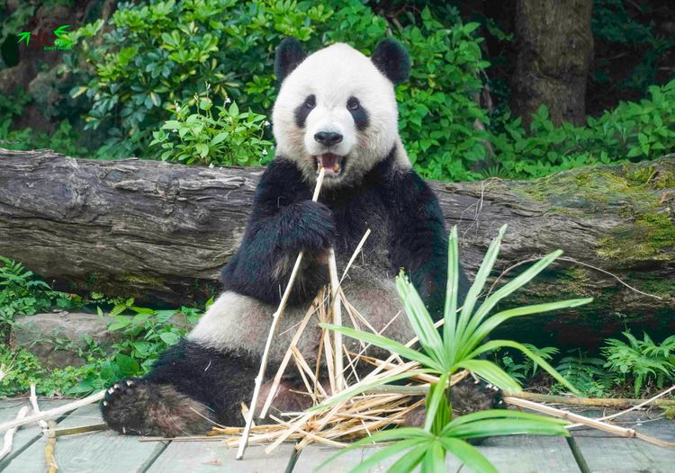 保育員透露團團性格溫和，但從樹上摔下來還會害羞躲起來。動物園提供