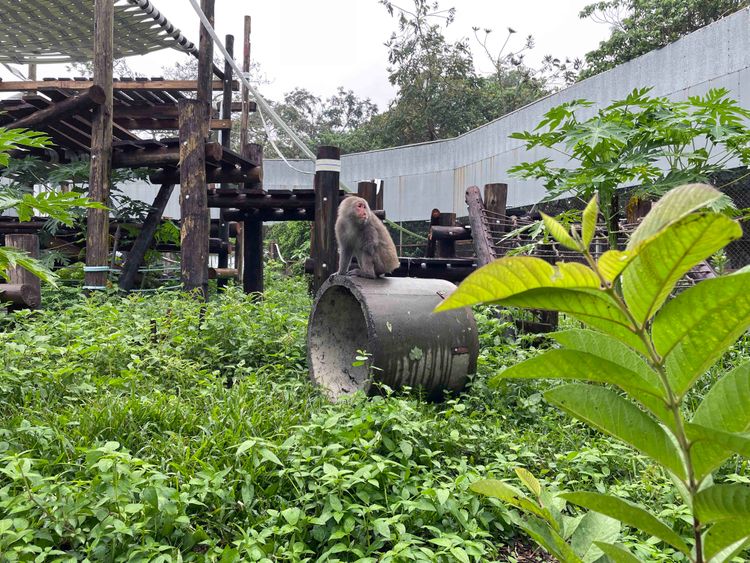 猴子舒適的棲息在設施上。屏科大野保中心提供