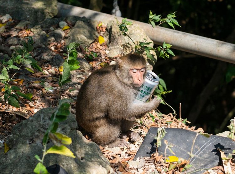 網友貼出獼猴喝台灣啤酒照。翻攝自臉書路上觀察學院
