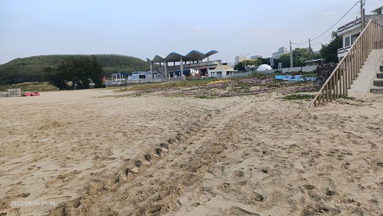 17日早上嵵裡沙灘有海龜上岸的爬痕。黃長榮提供