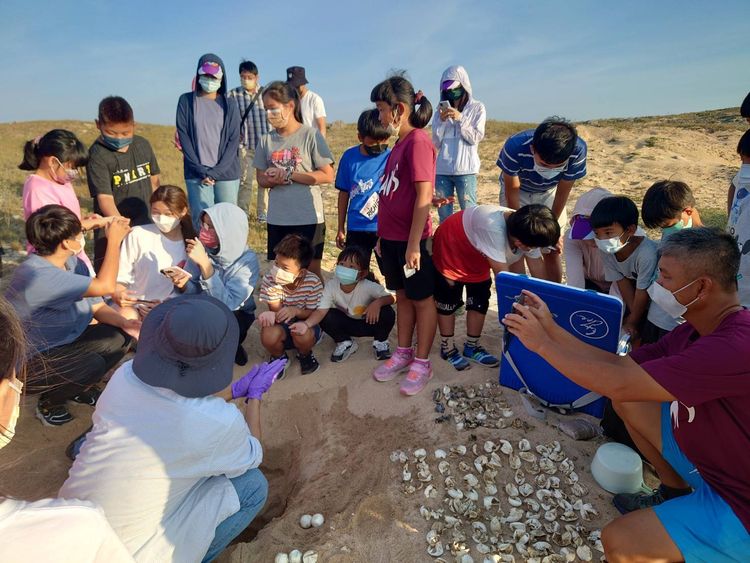 調研人員從卵窩沙坑挖出的受精卵即未受經卵等。農漁局提供