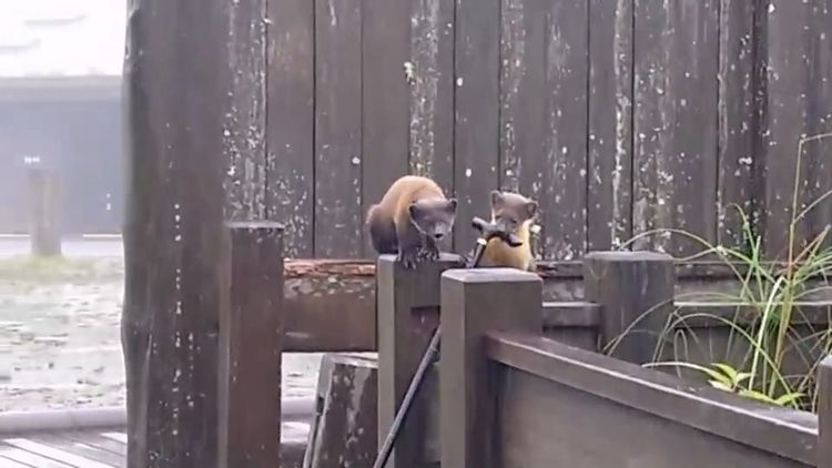 黃喉貂玩遊客拐杖。林管處提供