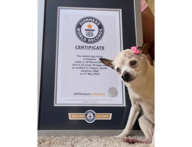 美國玩具梗「小石頭」今年5月才獲認證世上最長壽狗狗。法新社