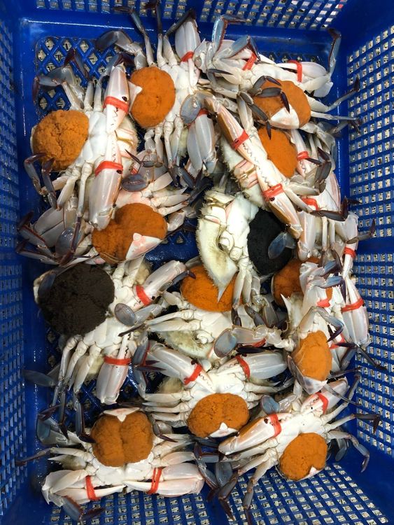 抱卵母蟹因為母體的營養都供給了卵，在肉質上偏瘦，其實也並不好吃。民眾提供