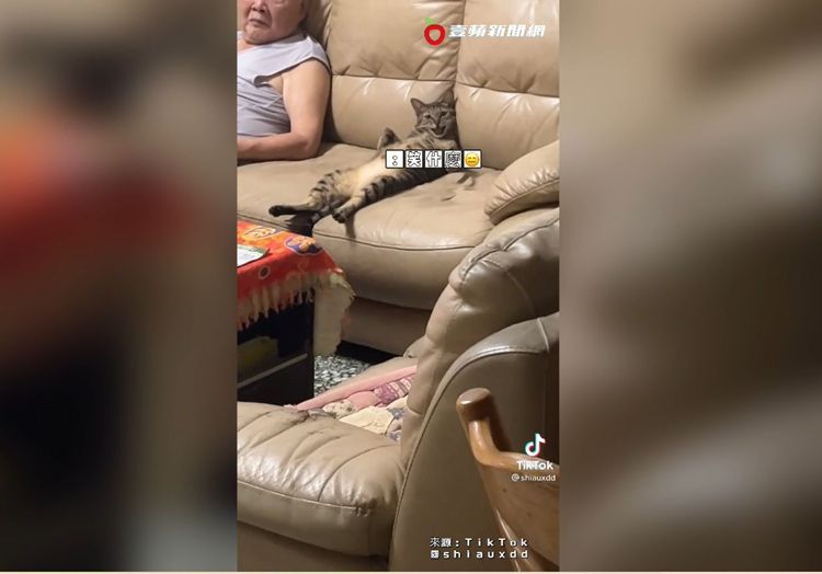 貓貓：這樣坐不行嗎？