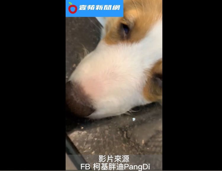 被自己的打呼聲吵醒的小柯基。