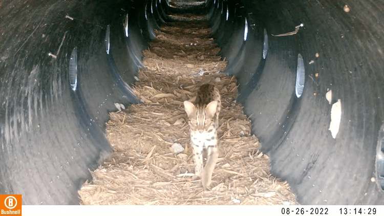 小石虎亦步亦趨追隨石虎媽媽前行。苗栗縣政府提供