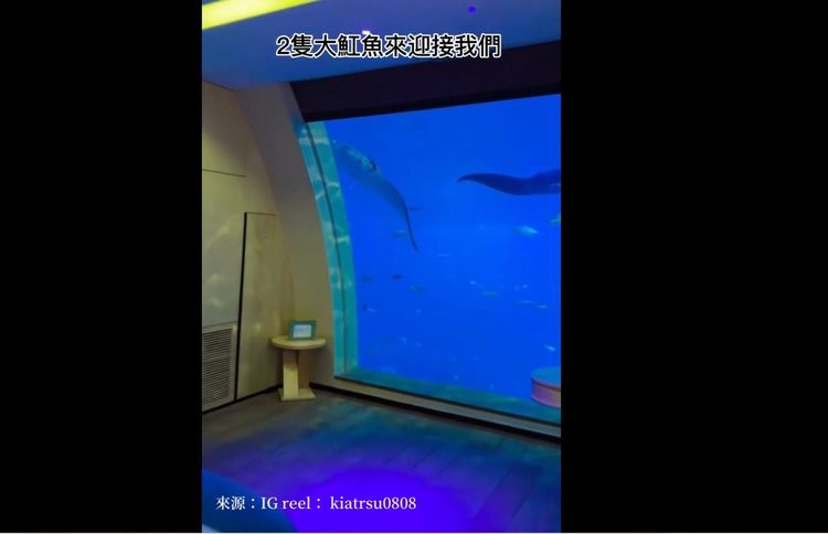 一進房間就可以看到兩隻大魟魚悠栽的游著。